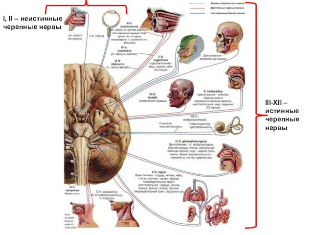 I, II – неистинные черепные нервы III-XII – истинные черепные нервы