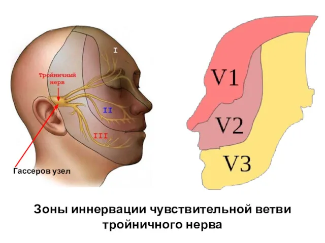 Зоны иннервации чувствительной ветви тройничного нерва Гассеров узел