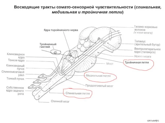 Восходящие тракты сомато-сенсорной чувствительности (спинальная, медиальная и тройничная петли) сильвиус