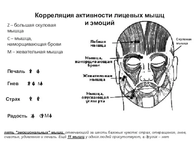 Корреляция активности лицевых мышц и эмоций Z – большая скуловая