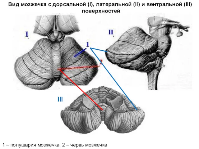 Вид мозжечка с дорсальной (I), латеральной (II) и вентральной (III)