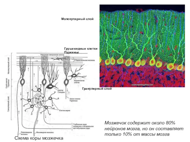 Схема коры мозжечка Грушевидные клетки Пуркинье Молекулярный слой Гранулярный слой