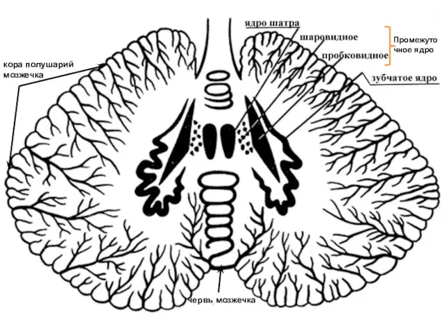 Промежуточное ядро кора полушарий мозжечка червь мозжечка