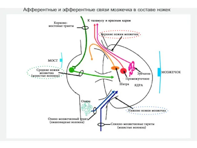 Афферентные и эфферентные связи мозжечка в составе ножек