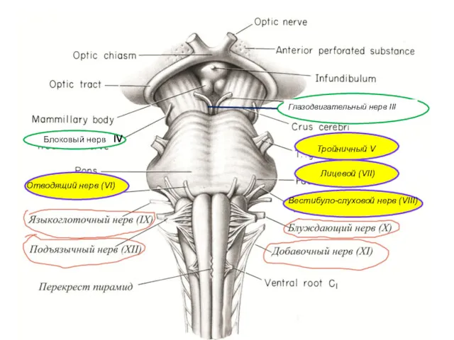 Лицевой нерв (VII) Тройничный нерв (V) Блоковый нерв н. IV