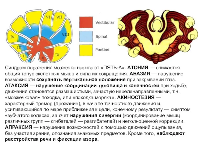 Синдром поражения мозжечка называют «ПЯТЬ-А». АТОНИЯ — снижается общий тонус