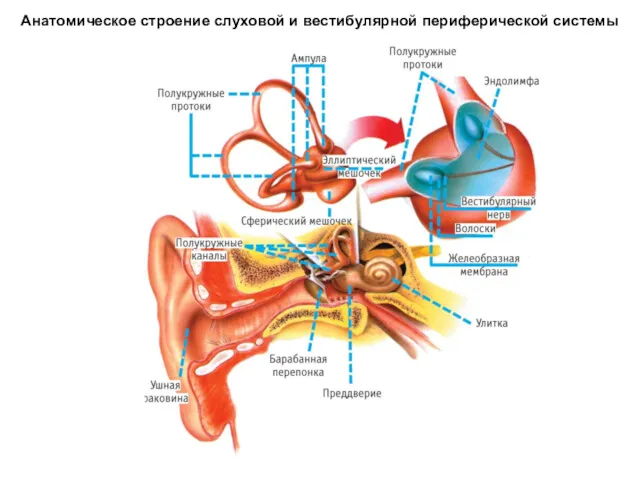 Анатомическое строение слуховой и вестибулярной периферической системы