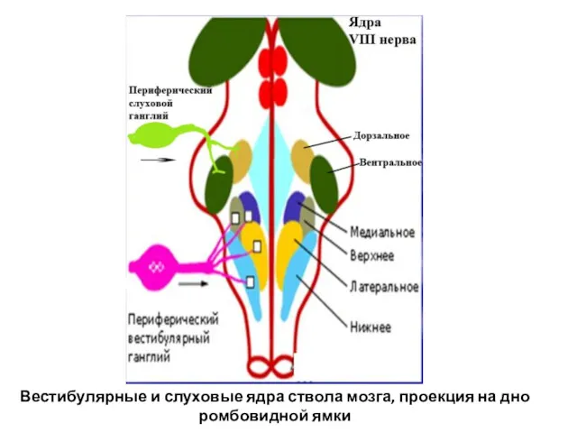 Вестибулярные и слуховые ядра ствола мозга, проекция на дно ромбовидной ямки