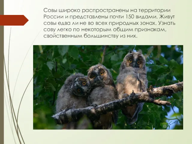 Совы широко распространены на территории России и представлены почти 150