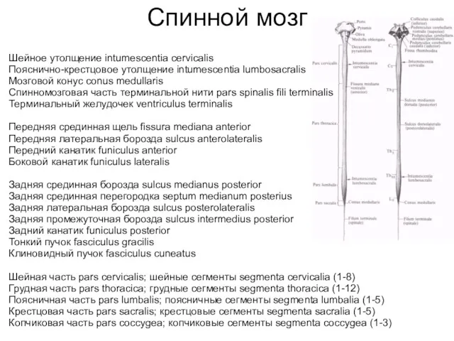 Спинной мозг Шейное утолщение intumescentia cervicalis Пояснично-крестцовое утолщение intumescentia lumbosacralis