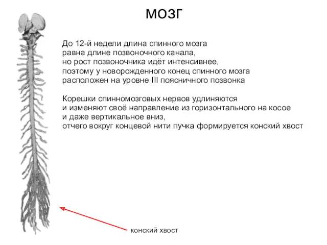 мозг До 12-й недели длина спинного мозга равна длине позвоночного