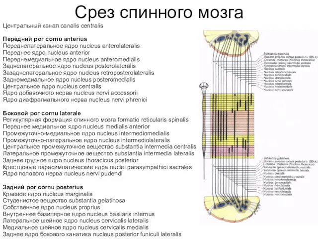 Срез спинного мозга Центральный канал canalis centralis Передний рог cornu