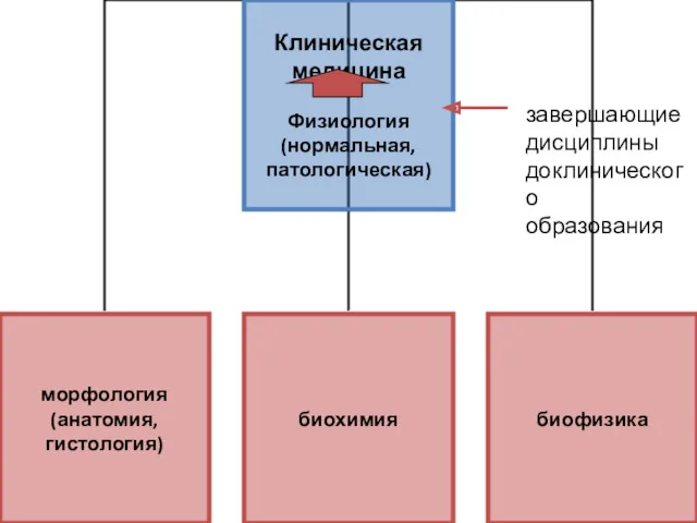 завершающие дисциплины доклинического образования