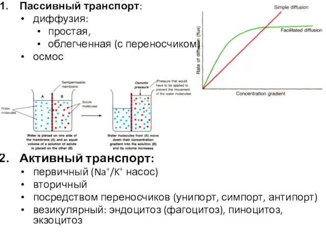 Пассивный транспорт: диффузия: простая, облегченная (с переносчиком) осмос Активный транспорт: