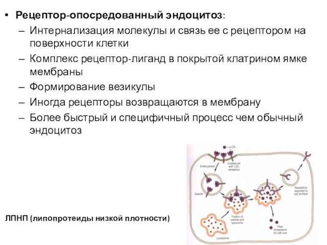 Рецептор-опосредованный эндоцитоз: Интернализация молекулы и связь ее с рецептором на