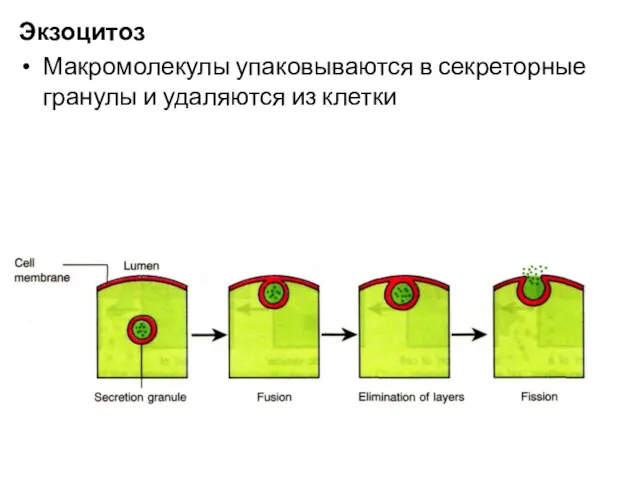 Экзоцитоз Макромолекулы упаковываются в секреторные гранулы и удаляются из клетки