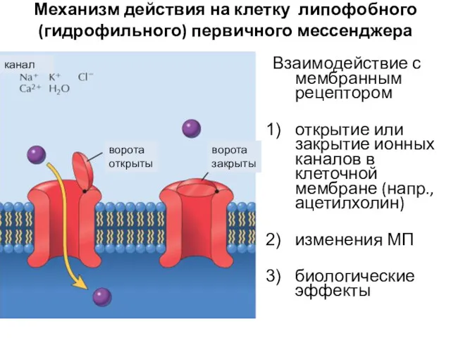 Механизм действия на клетку липофобного (гидрофильного) первичного мессенджера Взаимодействие с