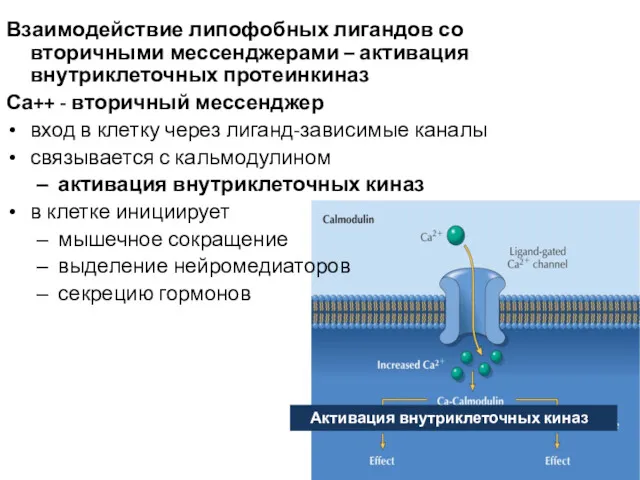 Взаимодействие липофобных лигандов со вторичными мессенджерами – активация внутриклеточных протеинкиназ