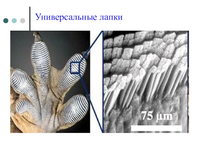 Универсальные лапки