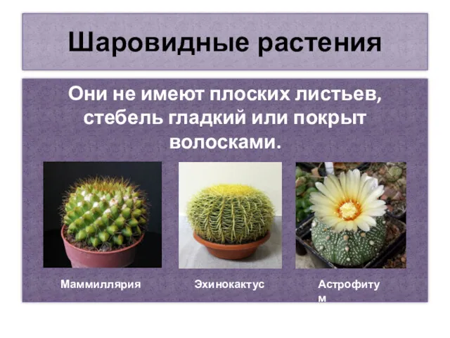 Шаровидные растения Они не имеют плоских листьев, стебель гладкий или покрыт волосками. Маммиллярия Эхинокактус Астрофитум