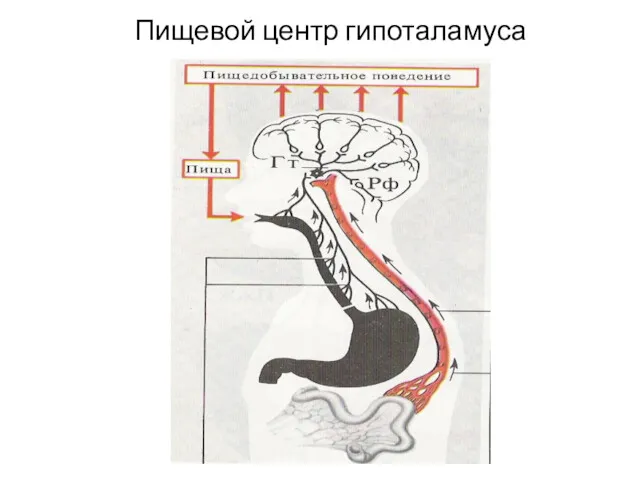 Пищевой центр гипоталамуса