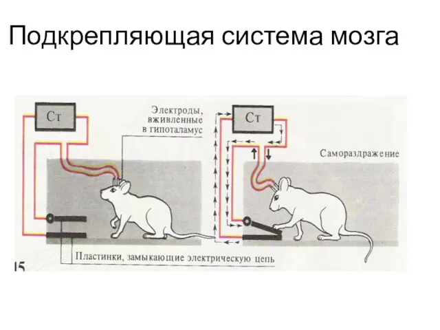 Подкрепляющая система мозга