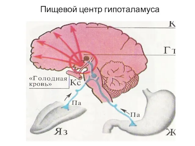 Пищевой центр гипоталамуса