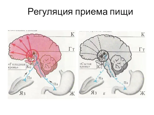 Регуляция приема пищи