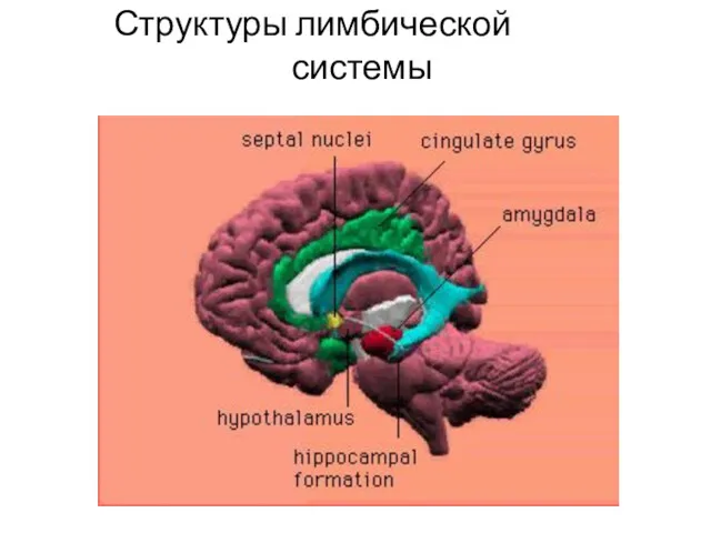 Структуры лимбической системы