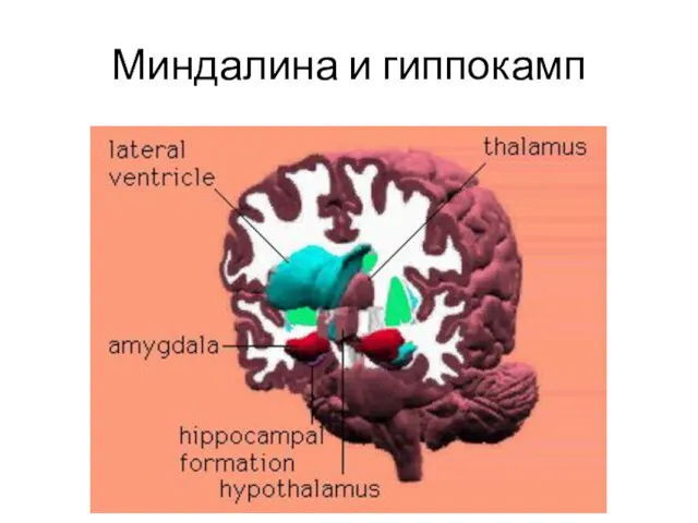 Миндалина и гиппокамп