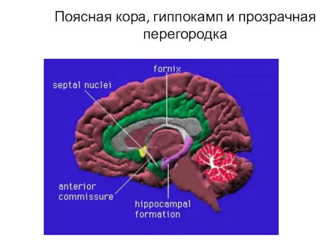 Поясная кора, гиппокамп и прозрачная перегородка