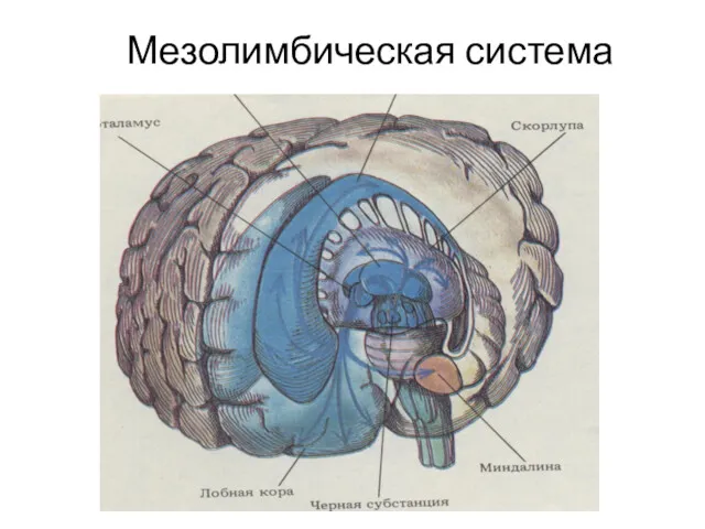 Мезолимбическая система