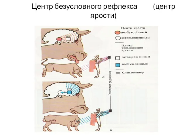 Центр безусловного рефлекса (центр ярости)