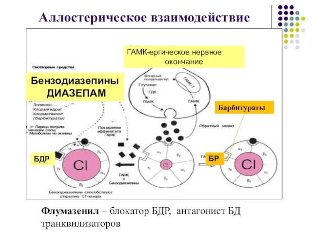 Аллостерическое взаимодействие ГАМК-ергическое нервное окончание Бензодиазепины ДИАЗЕПАМ Барбитураты БР БДР