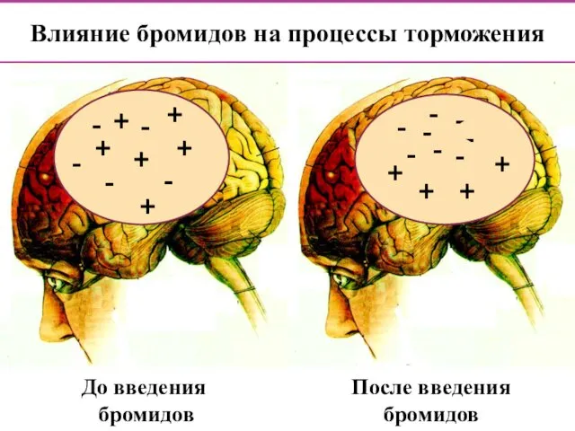 Влияние бромидов на процессы торможения + - - + -