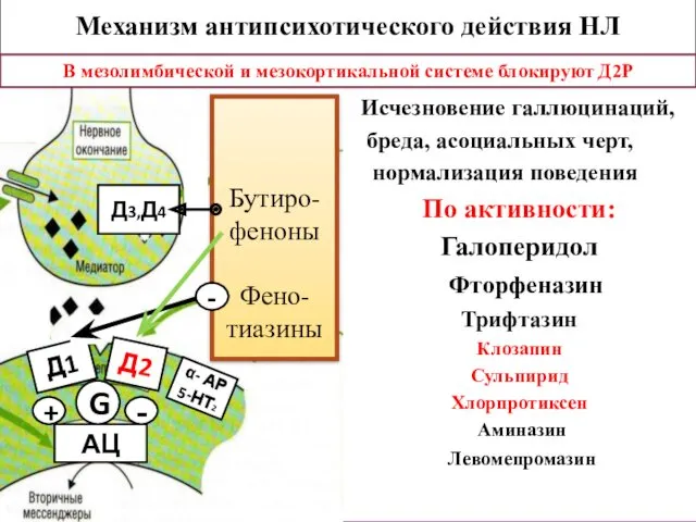 Механизм антипсихотического действия НЛ Исчезновение галлюцинаций, бреда, асоциальных черт, нормализация