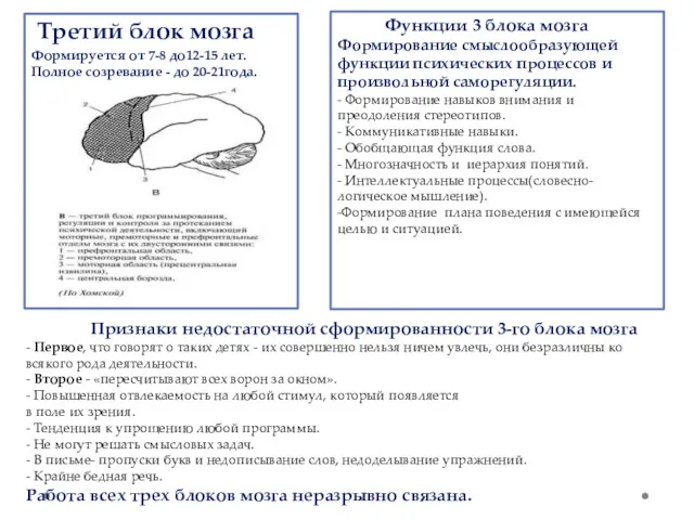 Третий блок мозга Формируется от 7-8 до12-15 лет. Полное созревание