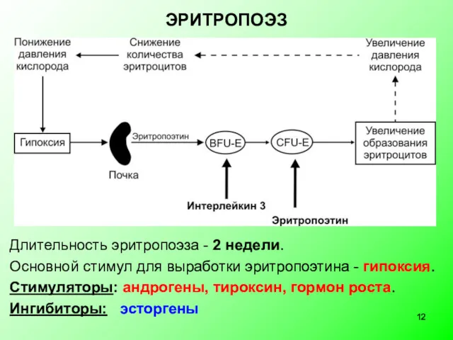 Длительность эритропоэза - 2 недели. Основной стимул для выработки эритропоэтина