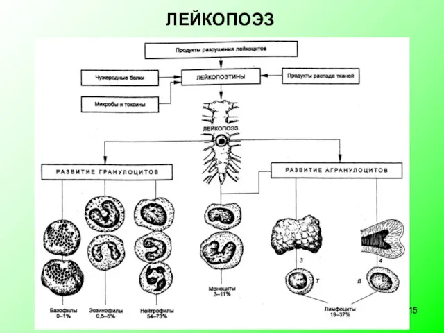 ЛЕЙКОПОЭЗ