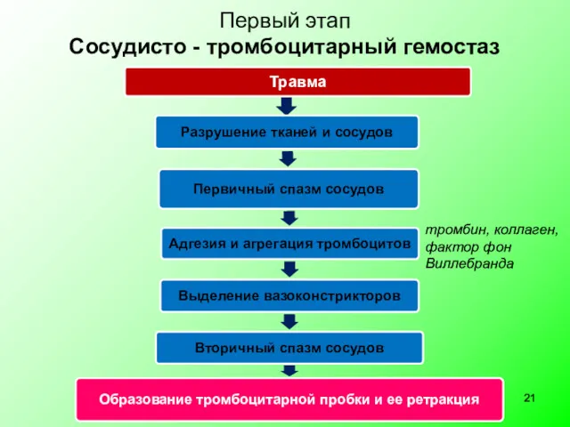 Первый этап Сосудисто - тромбоцитарный гемостаз тромбин, коллаген, фактор фон Виллебранда