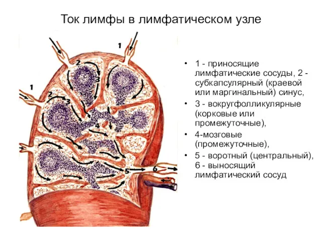 Ток лимфы в лимфатическом узле 1 - приносящие лимфатические сосуды,