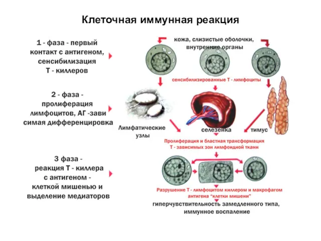 Клеточная иммунная реакция