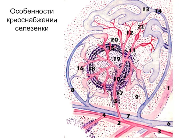 Особенности крвоснабжения селезенки