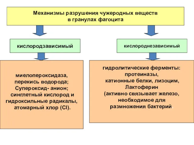 Механизмы разрушения чужеродных веществ в гранулах фагоцита кислородзависимый кислороднезависимый гидролитические ферменты: протеиназы, катионные