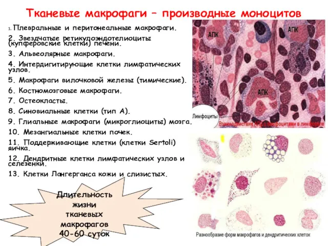 Тканевые макрофаги – производные моноцитов 1. Плевральные и перитонеальные макрофаги.