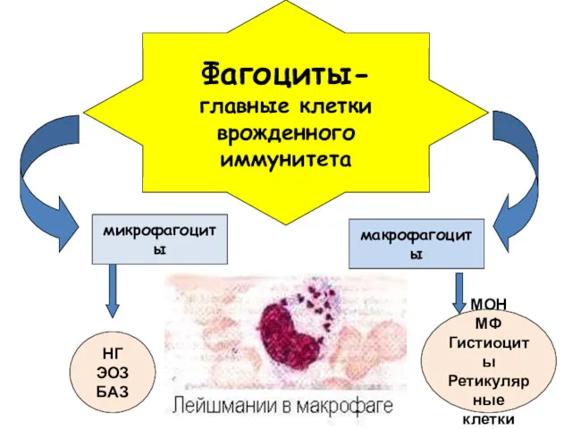 Фагоциты- главные клетки врожденного иммунитета микрофагоциты макрофагоциты НГ ЭОЗ БАЗ МОН МФ Гистиоциты Ретикулярные клетки