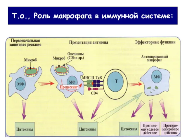 Т.о., Роль макрофага в иммунной системе: