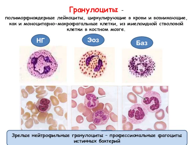 Гранулоциты – полиморфноядерные лейкоциты, циркулирующие в крови и возникающие, как и моноцитарно-макрофагальные клетки,