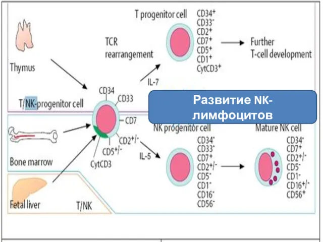 Развитие NK-лимфоцитов