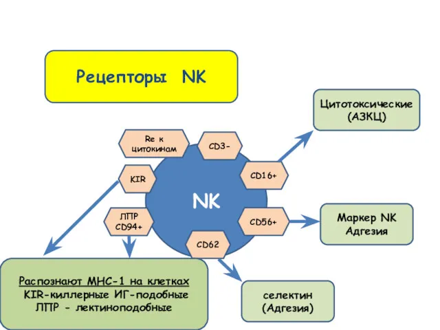 NK KIR CD3- CD16+ CD56+ CD62 ЛПР CD94+ Рецепторы NK Цитотоксические (АЗКЦ) Маркер